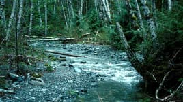 Taylor Arm Provincial Park