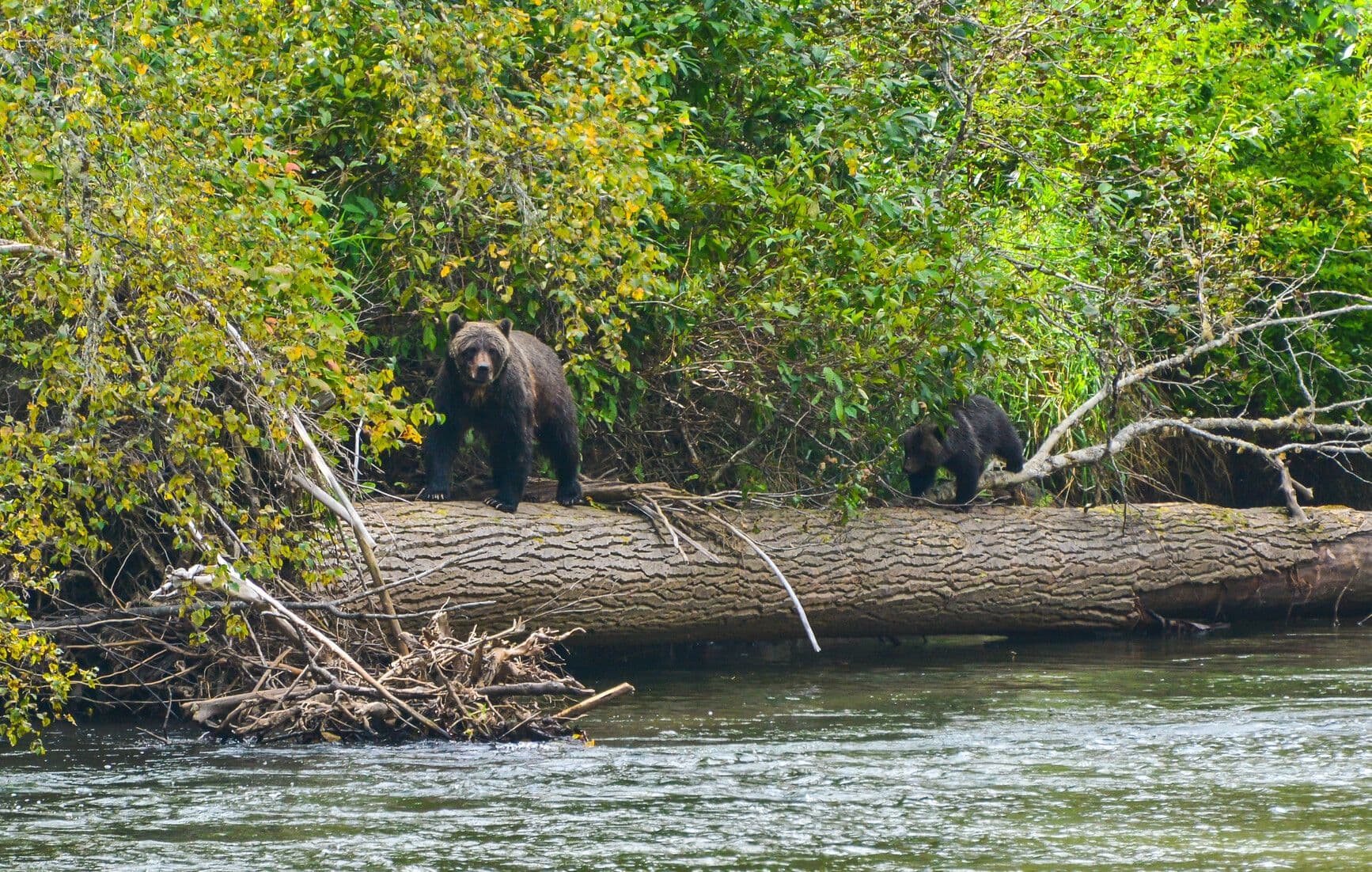 Tweedsmuir Provincial Park – South